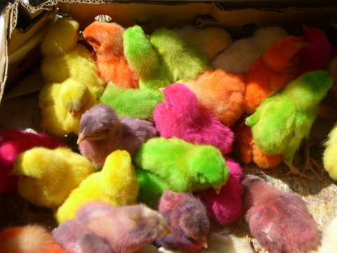 Bunt gefaerbte Kueken auf Vogelmarkt