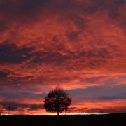 einsamer Baum im Abendrot, ode to my parents