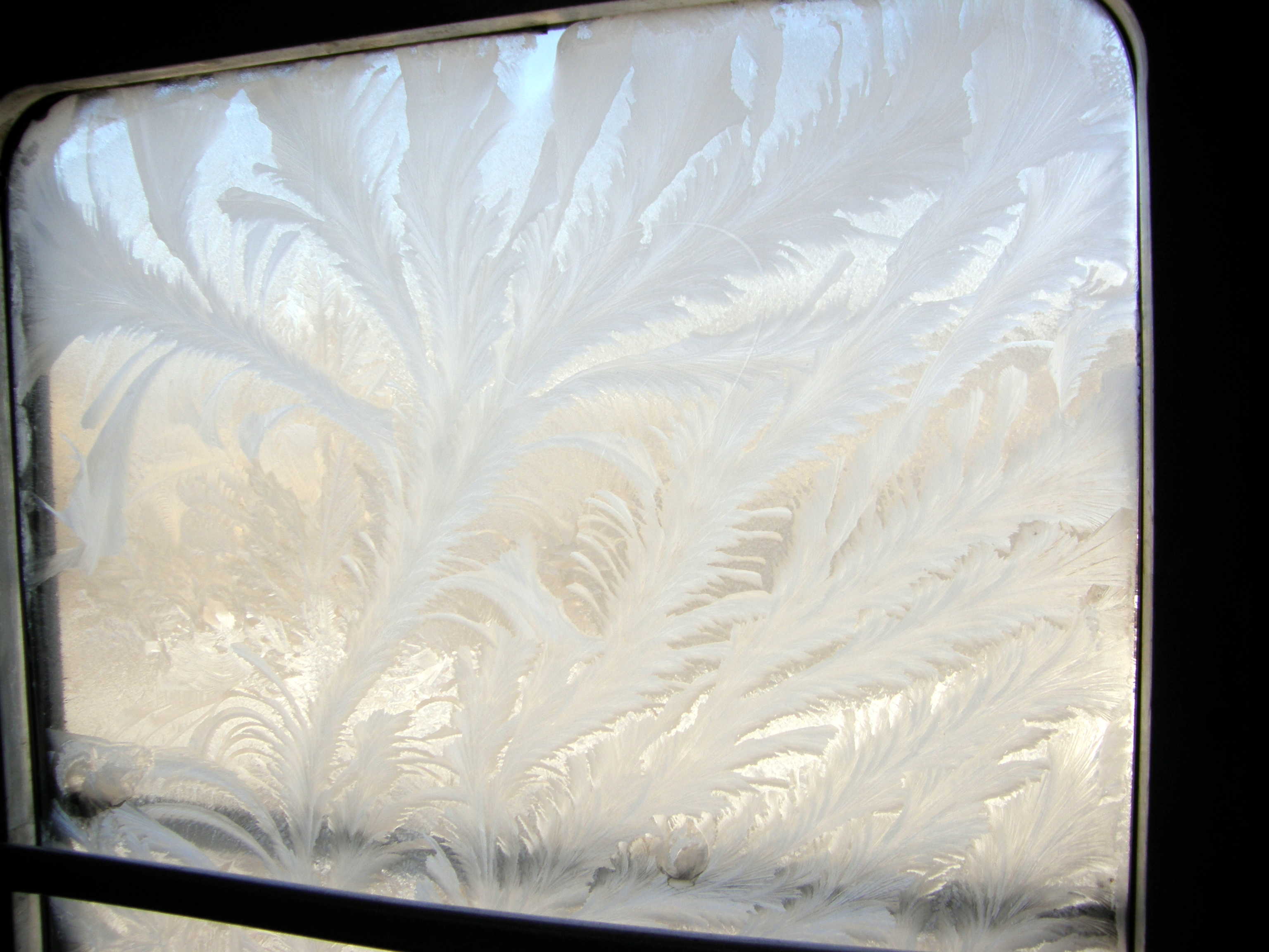 Eisblume Zugfenster