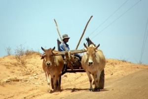 Oxcart pulled by 2 ox, traveling with kids